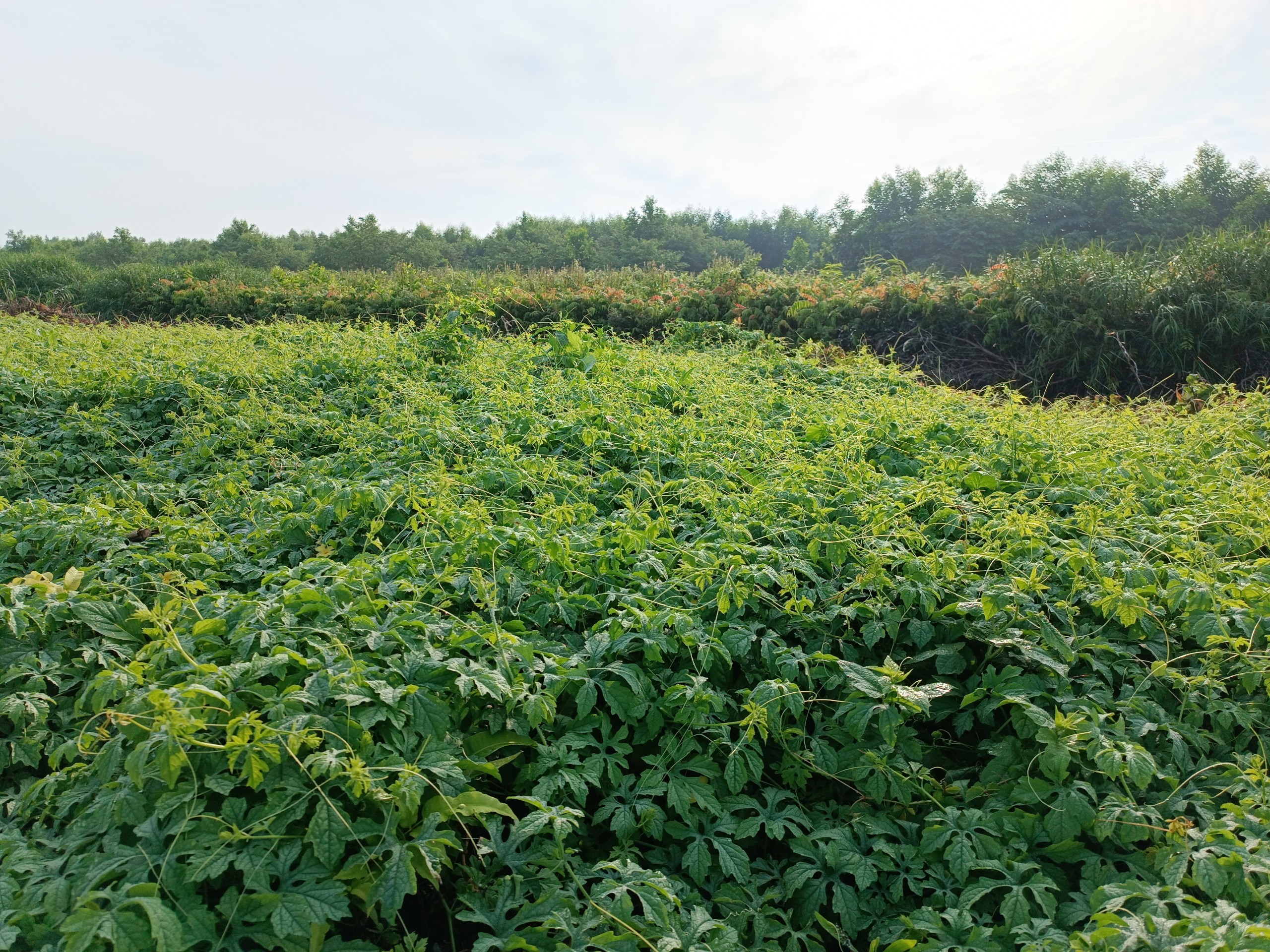 Ngắm vùng nguyên, dược liệu xanh mướt của TNB Group tại rừng U Minh